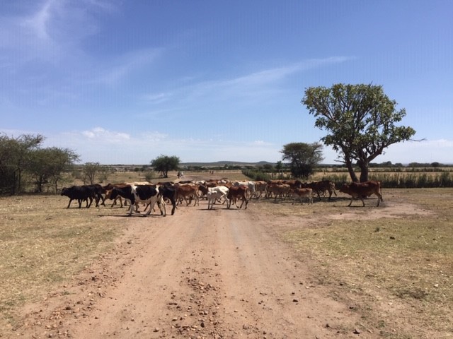 A vegan in the Maasai Mara